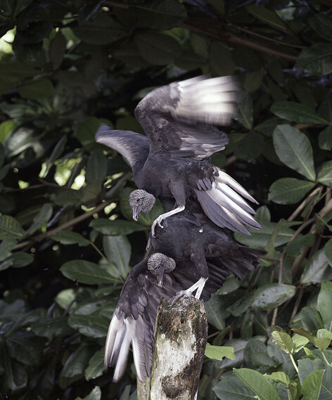 Urubu noir - Coragyps atratus - Black Vulture (223) copie.jpg