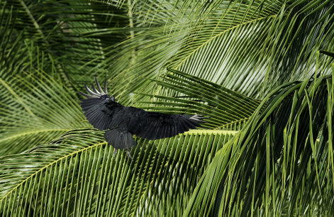 Urubu noir - Coragyps atratus - Black Vulture (32) copie.jpg