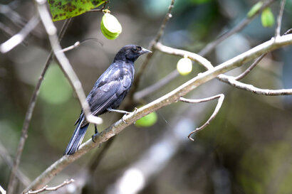 Carouge de Cuba-Agelaius assimilis-Mayito-Red-shouldered Blackbird (3).jpg