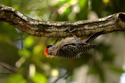 Pic à sourcils noirs - Melanerpes superciliaris - West Indian Woodpecker (70).jpg