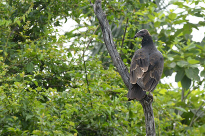 Urubu à tête rouge-Cathartes aura-Aura Tiñosa-Turkey Vulture (2).jpg