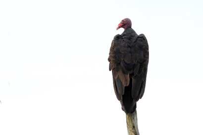 Urubu à tête rouge-Cathartes aura-Aura Tiñosa-Turkey Vulture (4).jpg