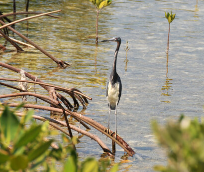 Aigrette tricolore - Egretta tricolor - Tricolored Heron (1).jpg