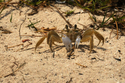 Crabes (3).jpg