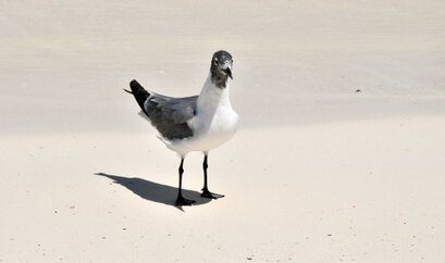 Mouette atricille - Leucophaeus atricilla - Laughing Gull (20).jpg