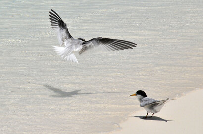 Petite Sterne - Sternula antillarum - Least Tern (9).jpg