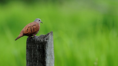 Colombe rousse - Columbina talpacoti - Ruddy Ground Dove (23).jpg