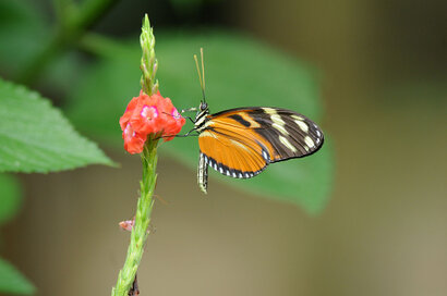 Heliconius ismenius clarescens (1).jpg