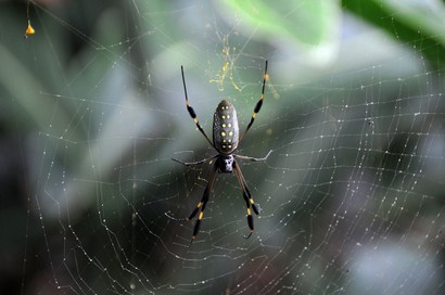 Néphile – Nephila clavipes - Banana spider a (1).jpg