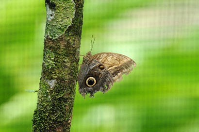 Papillon chouette - Caligo brasiliensis sulanus (1).jpg