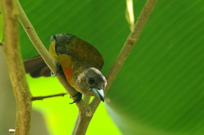 Tangara à croupion rouge - Ramphocelus passerinii - Scar ( (7).jpg
