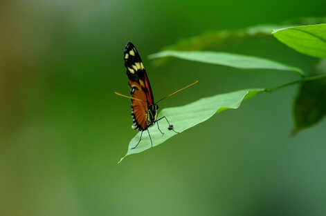Heraclides pallas pallas (13).jpg