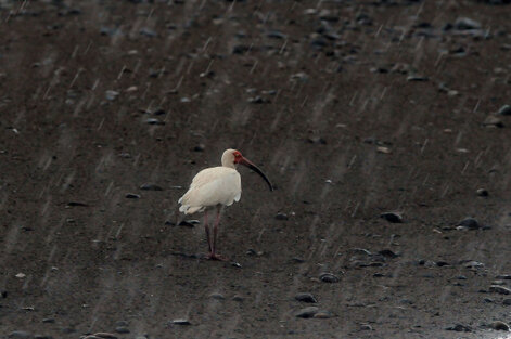 Ibis blanc - Eudocimus albus - American White Ibis (1).jpg