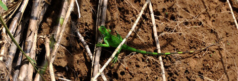 Iguane vert – Iguana iguana - Green iguana (a) (1).jpg