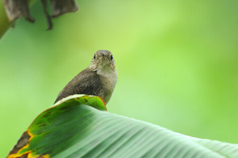 Merle fauve - Turdus grayi - Clay-colored Thrush (2).jpg