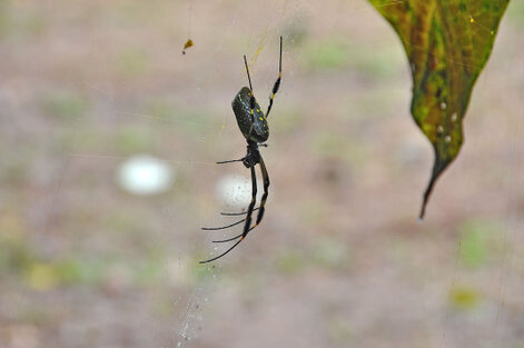 Néphile – Nephila clavipes - Banana spider a (2).jpg