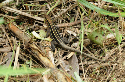 Lézard - Ameiva quadrilineata.jpg