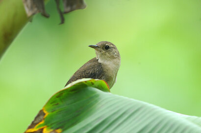 Merle fauve - Turdus grayi - Clay-colored Thrush (3).jpg