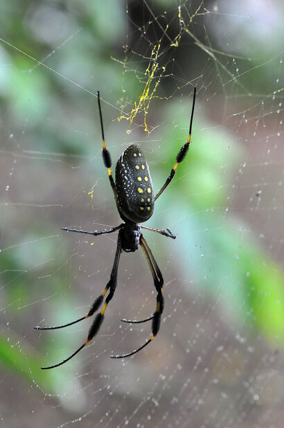 Néphile – Nephila clavipes - Banana spider a (7).jpg