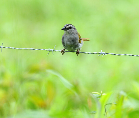 Tohi ligné - Arremonops conirostris - Black-striped Sparrow (2).jpg