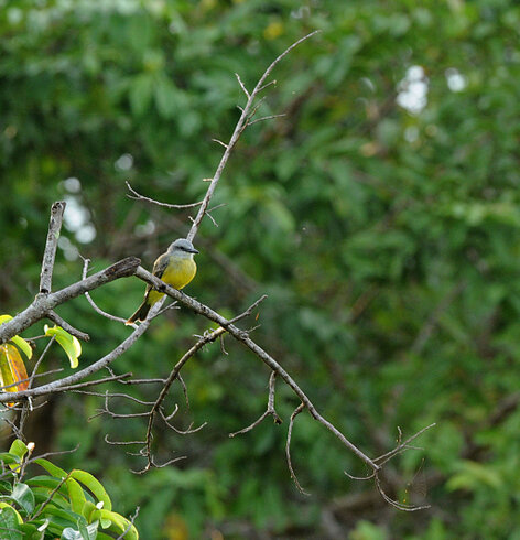 Tyran mélancolique - Tyrannus melancholicus - Tropical Kingbird (2).jpg