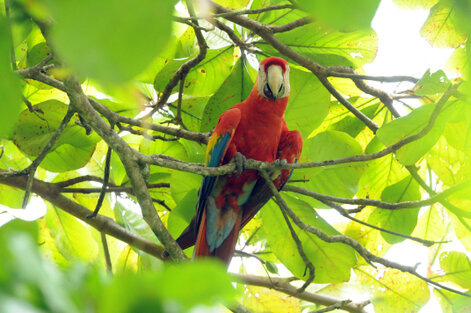 Ara rouge - Ara macao - Scarlet Macaw (31).jpg