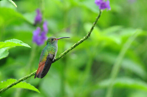 Ariane à ventre gris - Amazilia tzacatl - Rufous-tailed Hummingbird (7).jpg