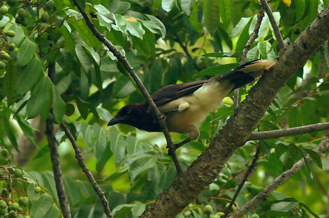 Geai enfumé - Psilorhinus morio - Brown Jay (a) (2).jpg