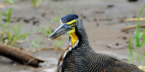 Onoré du Mexique - Tigrisoma mexicanum - Bare-throated Tiger Heron (9).jpg