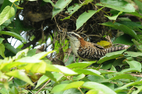 Troglodyte à dos roux - Campylorhynchus capistratus - Rufous-backed Wren (20).jpg