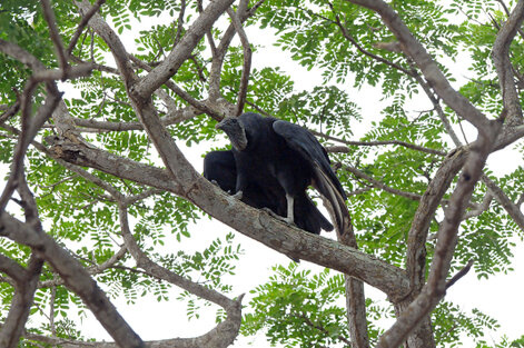 Urubu noir - Coragyps atratus - Black Vulture j (2).jpg