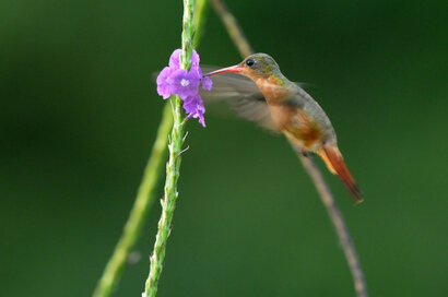 Ariane cannelle - Amazilia rutila - Cinnamon Hummingbird (31).jpg