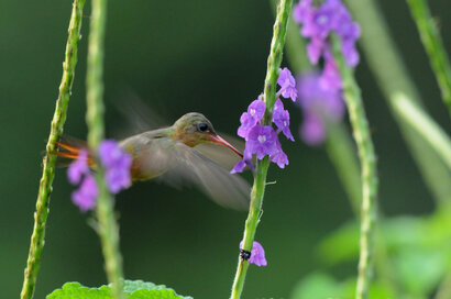 Ariane cannelle - Amazilia rutila - Cinnamon Hummingbird (36).jpg