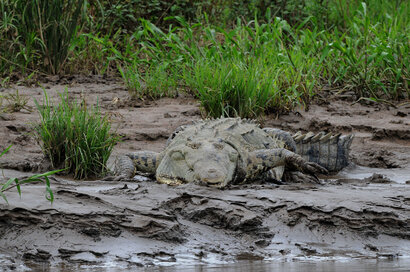 Crocodile américain - Crocodylus acutus v (32).jpg