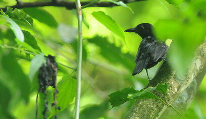 Grisin étoilé - Microrhopias quixensis - Dot-winged Antwren (a) (6).jpg
