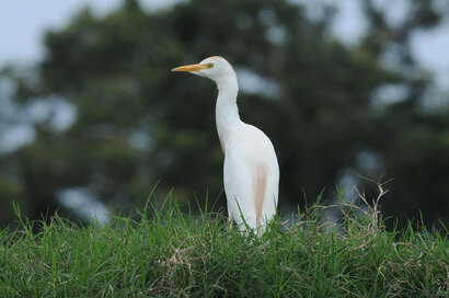 Héron garde-boeufs - Bubulcus ibis - Western Cattle Egret v (12).jpg