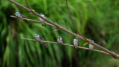 Hirondelle bicolore - Tachycineta bicolor - Tree Swallow (a) (11).jpg
