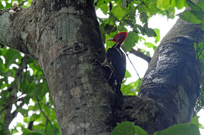 Pic à bec clair - Campephilus guatemalensis - Pale-billed Woodpecker (a) (30).jpg