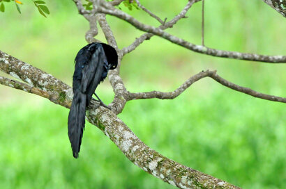 Quiscale à longue queue - Quiscalus mexicanus - Great-tailed Grackle v (4).jpg