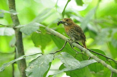 Tamatia de Lafresnaye - Malacoptila panamensis - White-whiskered Puffbird (4).jpg