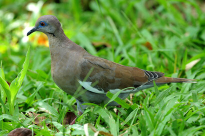 Tourterelle à ailes blanches - Zenaida asiatica - White-winged Dove (1).jpg