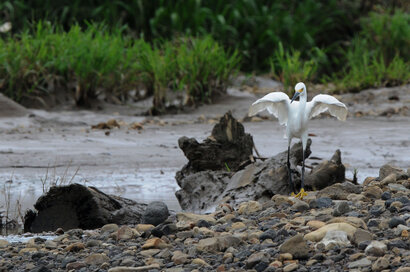Aigrette neigeuse - Egretta thula - Snowy Egret (1).jpg