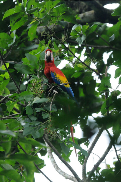 Ara rouge - Ara macao - Scarlet Macaw (2).jpg