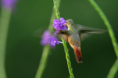 Ariane cannelle - Amazilia rutila - Cinnamon Hummingbird (33).jpg