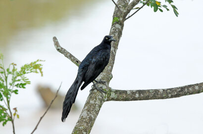 Quiscale à longue queue - Quiscalus mexicanus - Great-tailed Grackle v (8).jpg