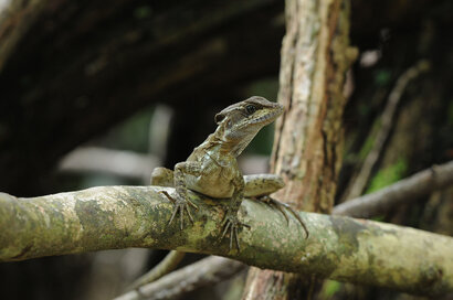 Iguane vert–Iguana iguana-Green iguana (72).jpg
