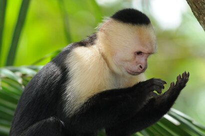 Singe Capucin – Cebus capucinus - White headed capuchin d (90).jpg
