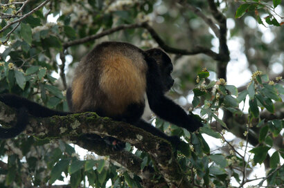 Singe hurleur – Alouatta - Howler monkey (8).jpg
