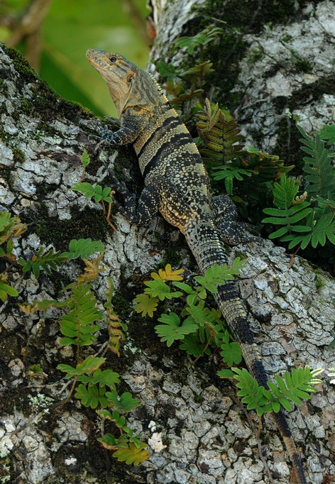 Black Spiny-tailed Iguana - Ctenosaura similis bn1 (1).jpg