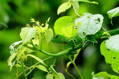 Iguane vert–Iguana iguana-Green iguana (82).jpg